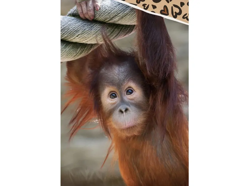 BAVLNĚNÉ POVLEČENÍ OPICE ORANGUTAN