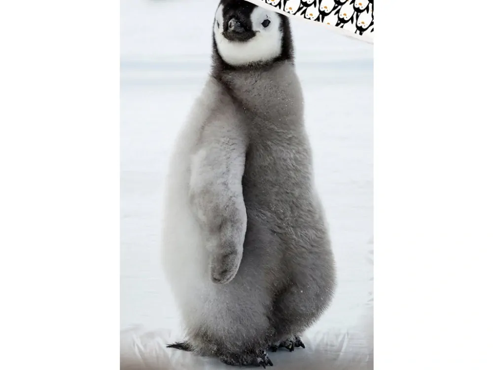  BAVLNĚNÉ POVLEČENÍ MALÝ TUČŇÁK