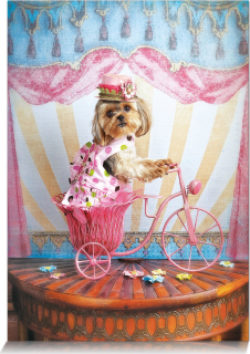 STAR Puzzle Snílek cestovatel 500 dílků