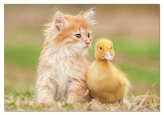 EDUCA Puzzle Rozkošní přátelé 500 dílků