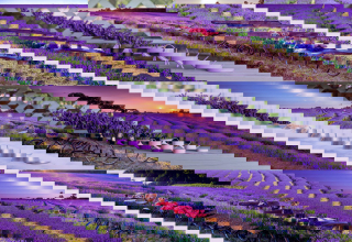 WOODEN CITY Dřevěné puzzle Levandulová Francie 2v1, 150 dílků EKO