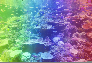 WOODEN CITY Dřevěné puzzle Korálový útes 2v1, 200 dílků EKO