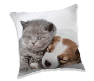 POLŠTÁŘEK PUPPY AND KITTEN